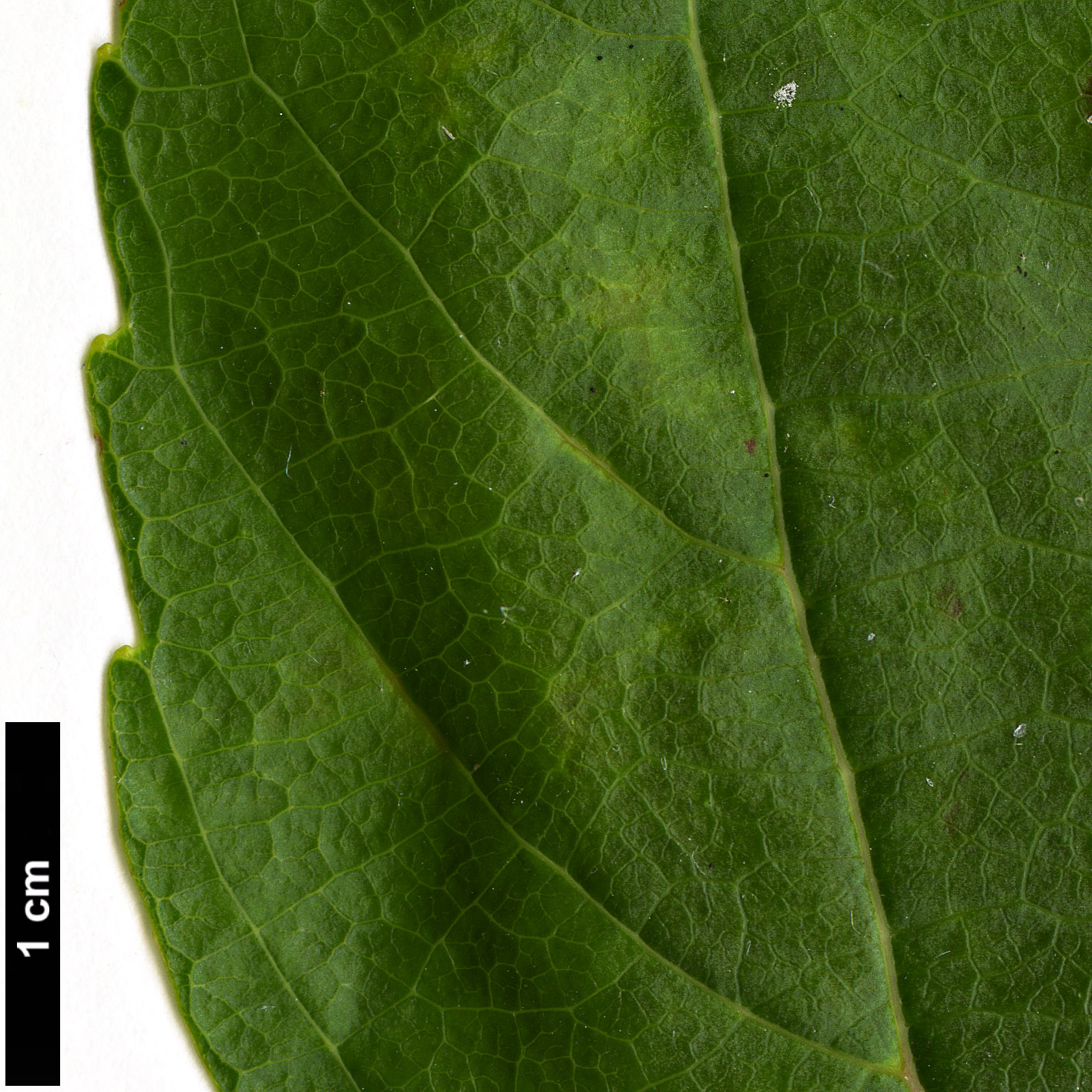 High resolution image: Family: Salicaceae - Genus: Poliothyrsis - Taxon: sinensis